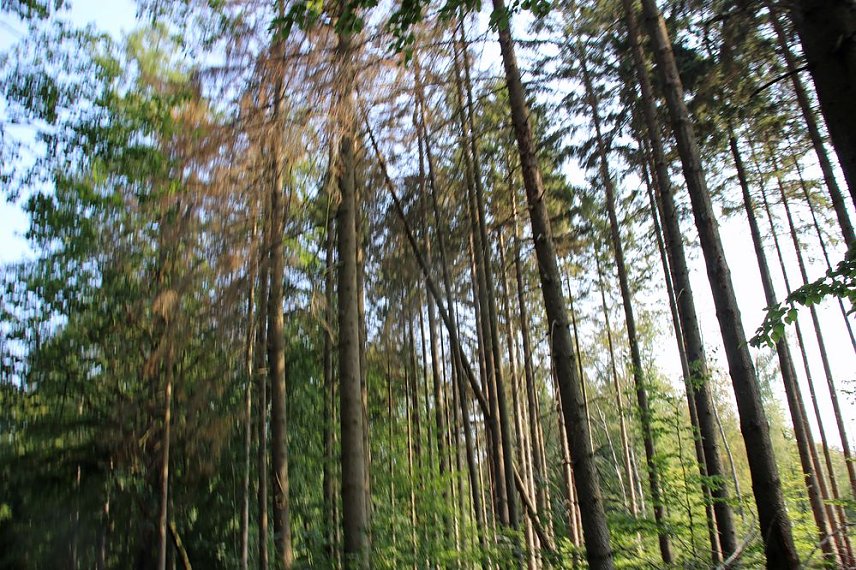 Bild: Wie gef&auml;hrlich wird unser Wald?