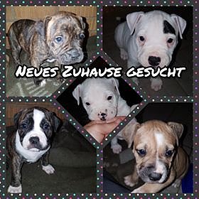 Bild: Tiere der Woche: sieben Wochen alt und aufgeweckt - Holly, Lotty, Molly, Marlon und Melina