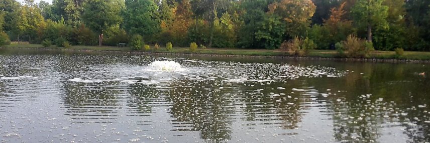 Bild: Bilanz zum Fischsterben