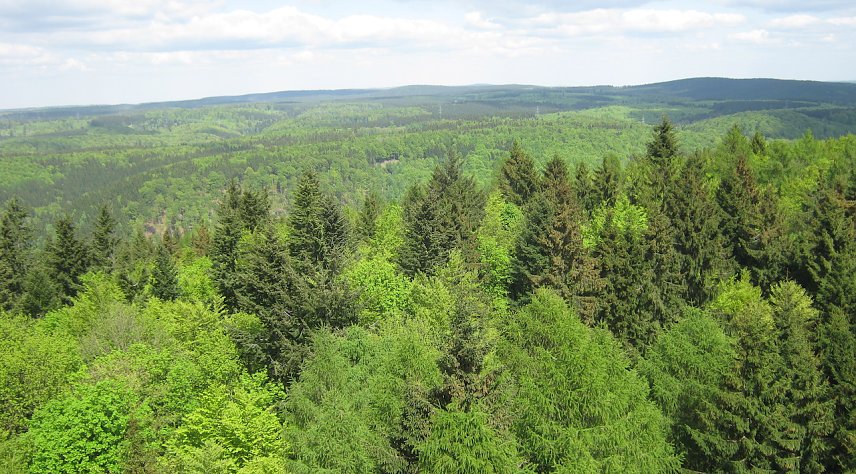 Bild: Harzwald