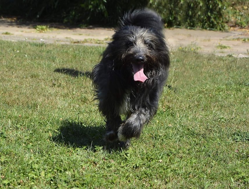 Bild: Tier der Woche: Sammy