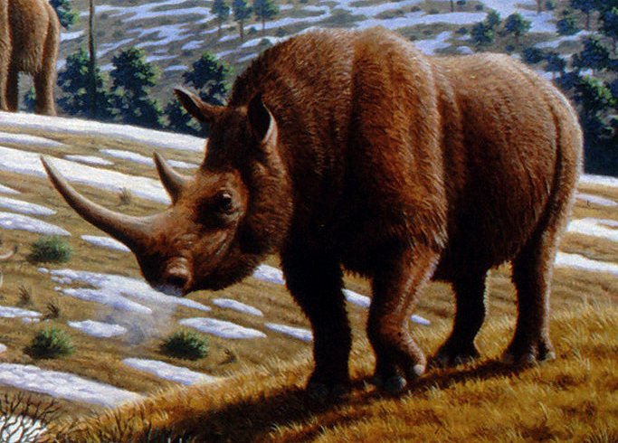 Bild: Wollnashorn