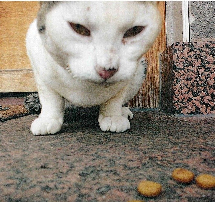 Bild: Wer erkennt seine Katze?