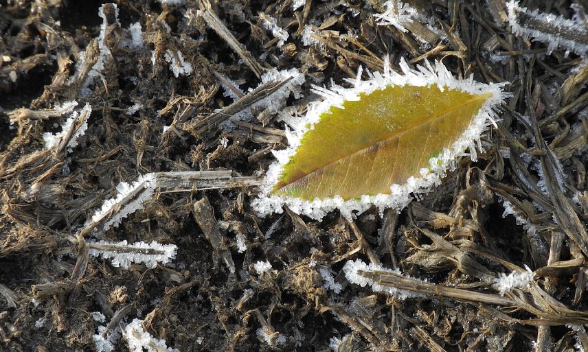 Bild: herbst