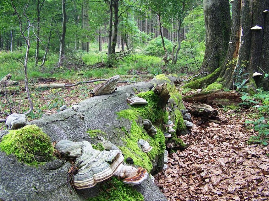 Bild: Bundesumweltbericht lobt naturnahe Waldwirtschaft