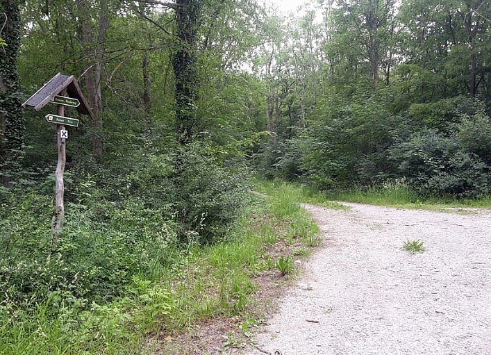 Bild: Waldwildnis bremst Tourismus aus?