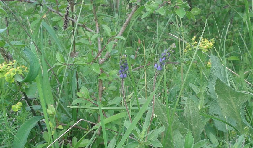 Bild: blauweiderich