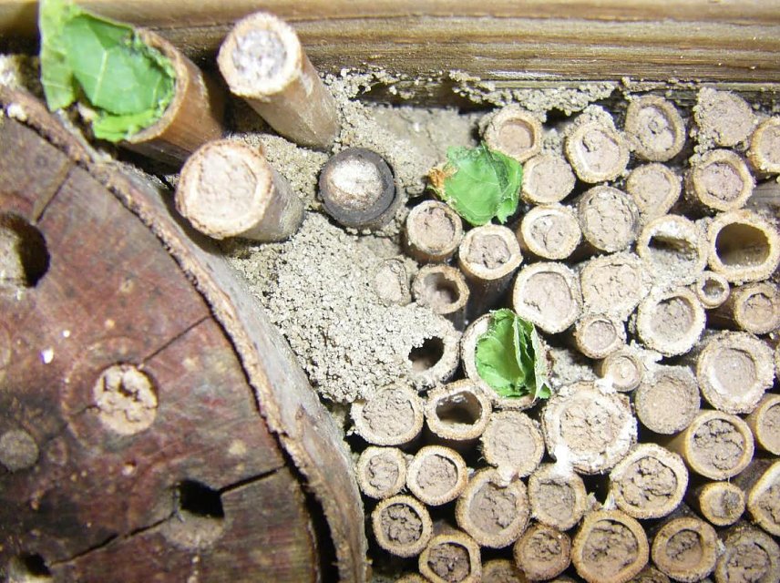 Bild: Wildbienenhotel