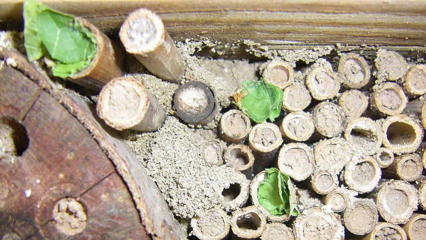 Bild: Bienenhotel