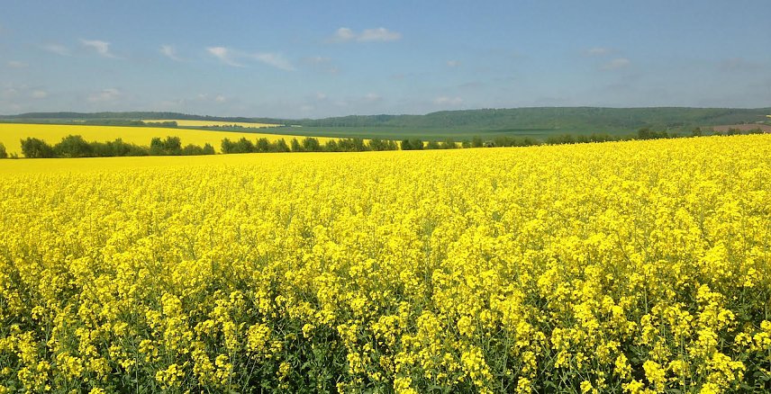 Bild: Goldene Aue