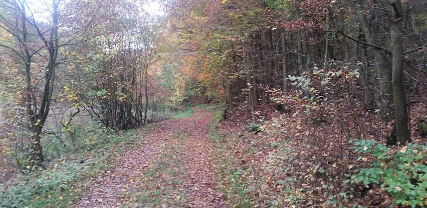 Bild: wald