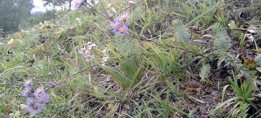 Bild: Aster