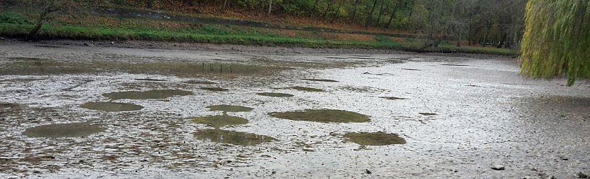 Bild: Blutspendetermine, Parkteich und Lampionumzug