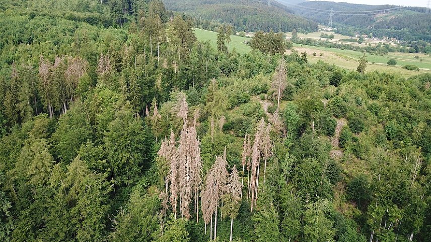 Bild: Die Borkenk&auml;fersaison 2019 � R&uuml;ck- und Ausblick