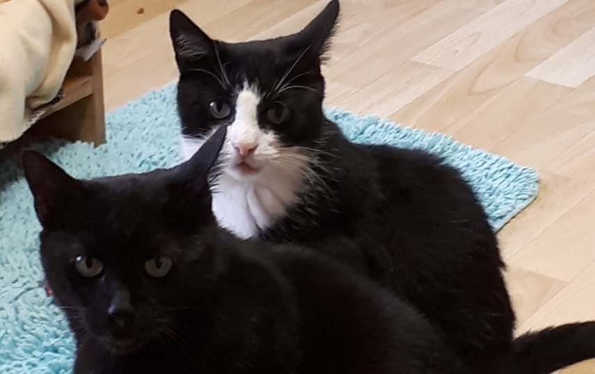 Bild: Charly und Sinus 