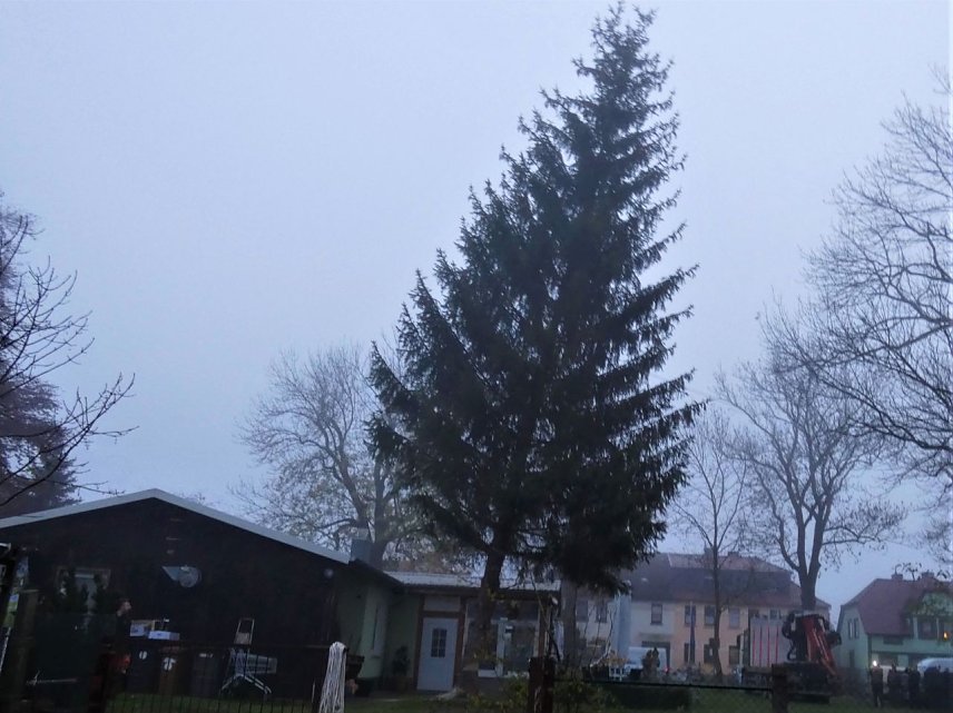Bild: Kleingartenverein "Sparte Salza" spendete Baum f&uuml;r Nordh&auml;user Weihnachtsmarkt