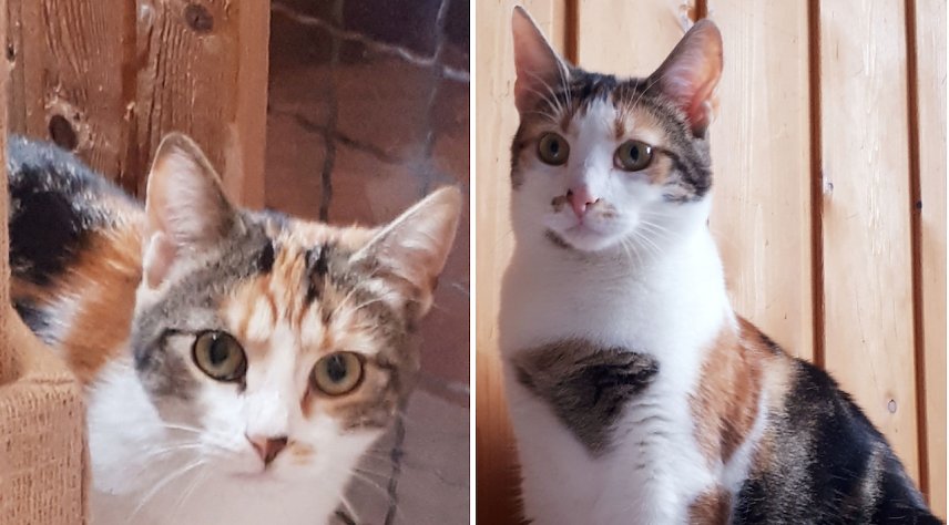 Bild: Tina und Trienchen
