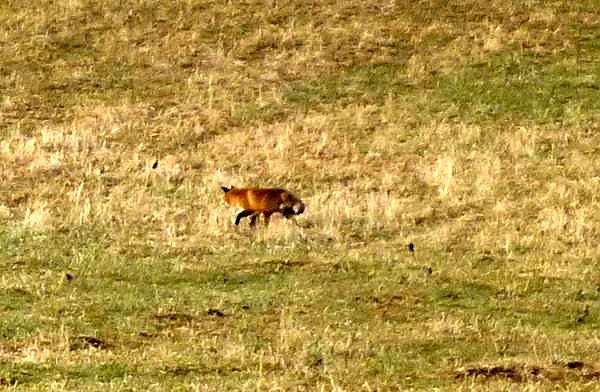 Bild: Fuchs auf der Jagd