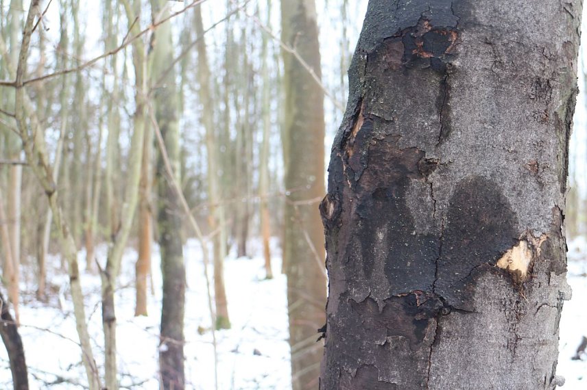 Bild: Pilzbefall im "Wilden H&ouml;lzchen" wird bek&auml;mpft