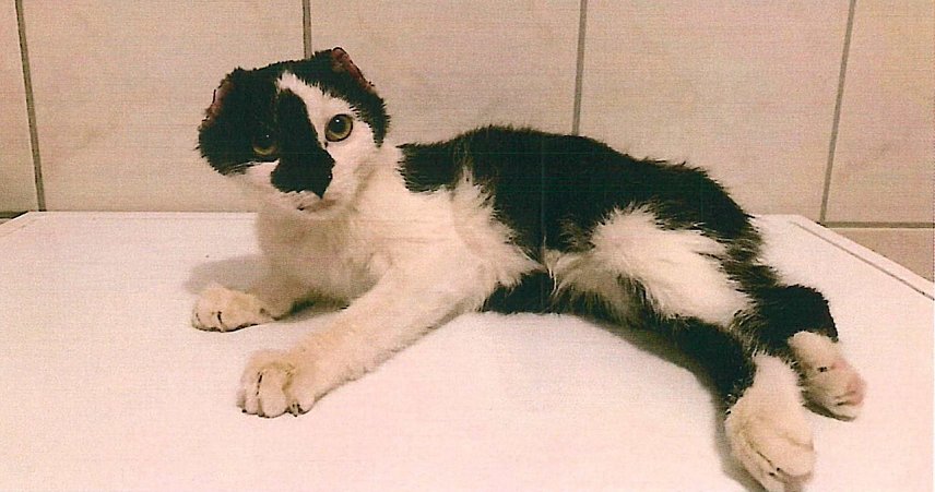 Bild: Katzenjunges