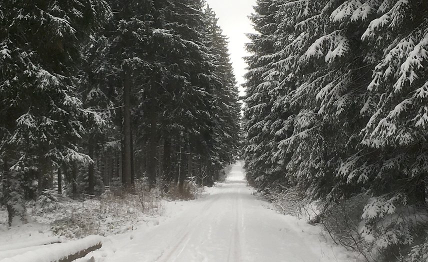 Bild: Winterwald