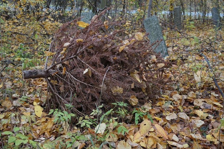 Bild: Wohin mit dem Weihnachtsbaum nach dem Fest?