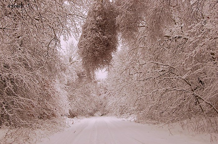 Bild: Verh&auml;ngter Waldweg
