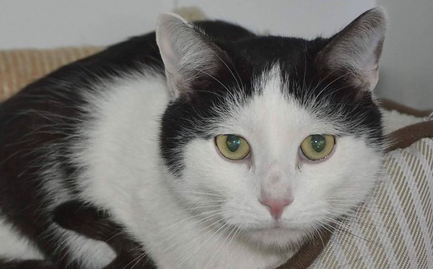 Bild: Kater Lucky