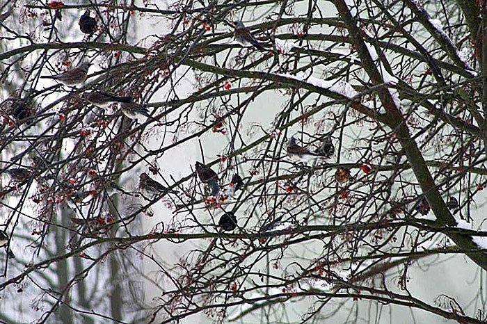 Bild: Im Vogejbeerbaum