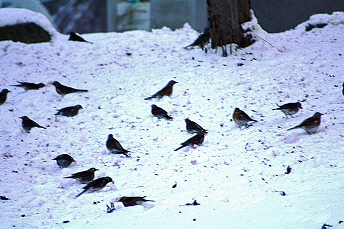 Bild: Im Vogejbeerbaum