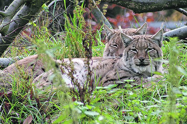 Bild: Mehr Besucher im Tierpark Hexentanzplatz