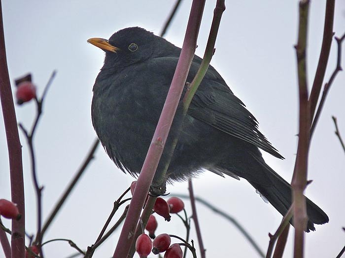 Bild: Amsel im Hagebuttenbusch
