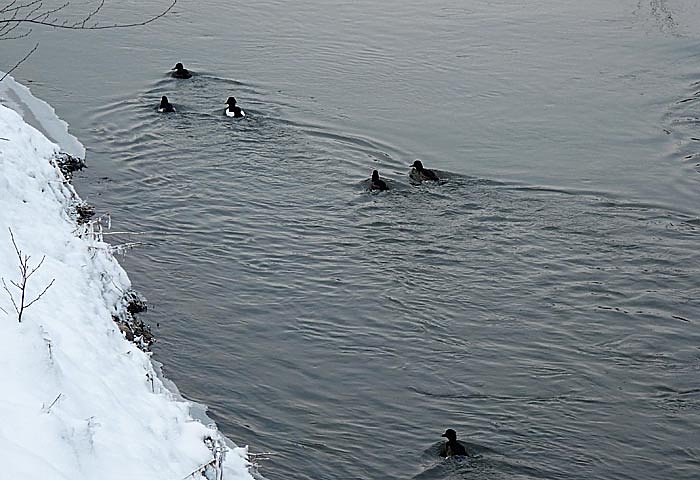 Bild: Enten auf der Wipper