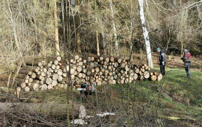 Bild: F&auml;llarbeiten im Obertopfstedter W&auml;ldchen so gut wie abgeschlossen