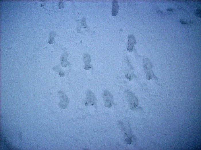 Bild: Spuren im Schnee