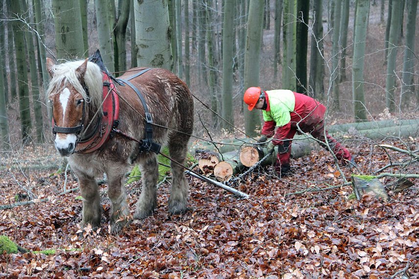 Bild: Milde Wintertage erschweren Holzernte