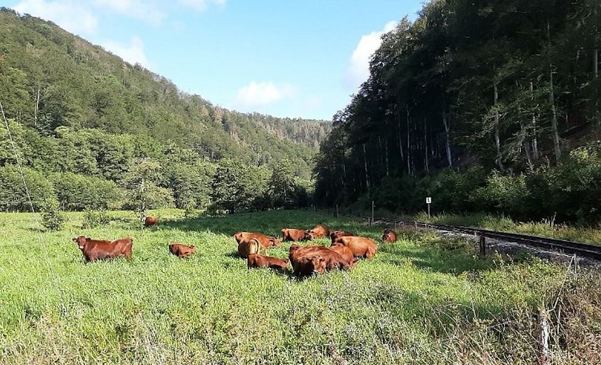 Bild: Natura 2000-Station erh&auml;lt wertvolle Lebensr&auml;ume