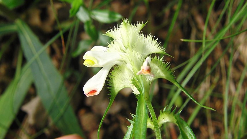 Bild: Der attraktive, seltene und in Th&uuml;ringen stark gef&auml;hrdete Kamm-Wachtelweizen (Melampyrum cristatum) wurde erst vor wenigen Jahren f&uuml;r den Landkreis wiederentdeckt. Er siedelt in trockenen, lichten W&auml;ldern, an Geb&uuml;schr&auml;ndern und in Halbtrockenrasen. Die von uns beim 92. Einsatz bewirtschaftete Fl&auml;che beherbergt ein gro&szlig;es Vorkommen mit Dutzenden Pflanzen.