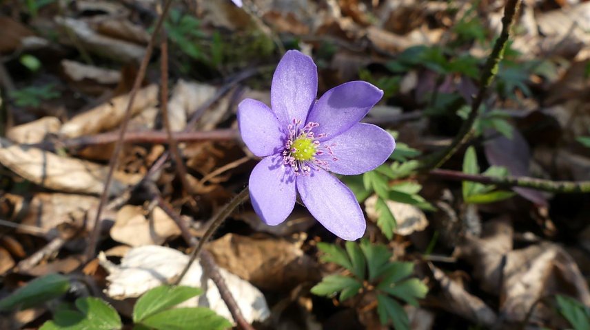 Bild: Leberbl&uuml;mchen