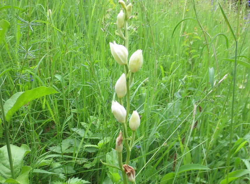 Bild: Landschaftspflege