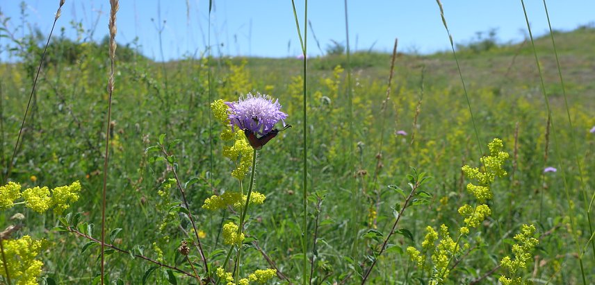 Bild: Zygaena an Knautia