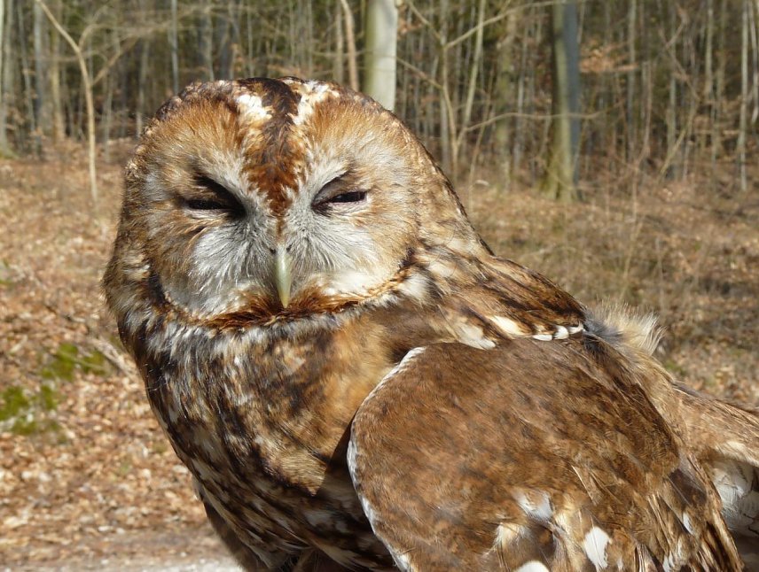 Bild: Waldkauz-Weibchen