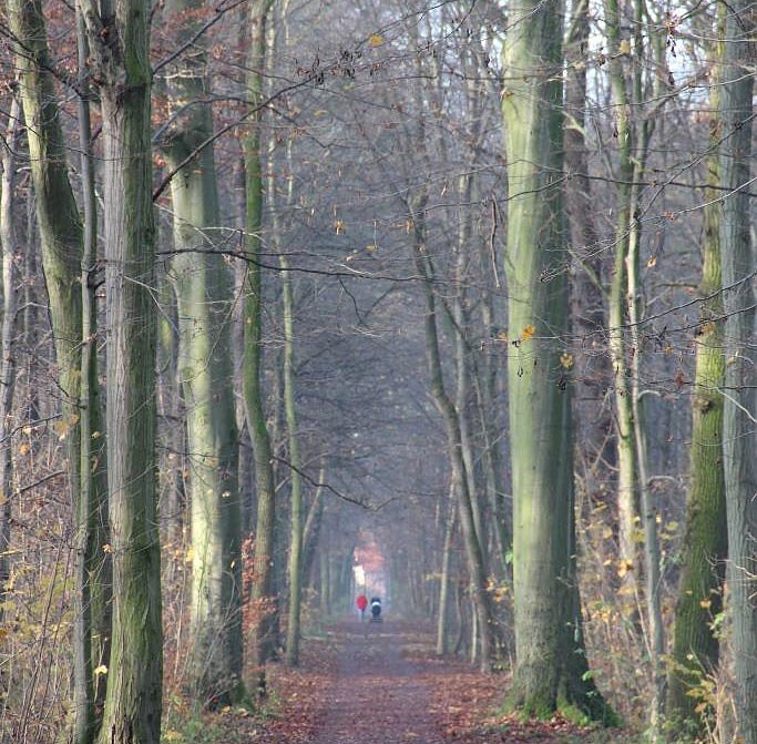 Bild: Wald � Zufluchtsort ohne Corona-Angst