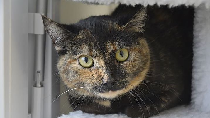 Bild: Katze Donna