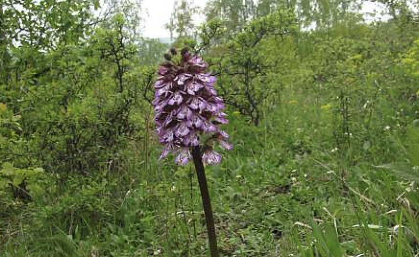 Bild: Das Purpur-Knabenkraut (Orchis purpurea) an derselben Stelle am 19. Mai 2010.