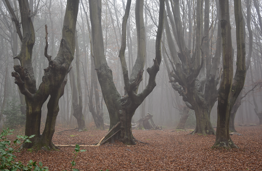 Bild: Mystische Momente im Wald