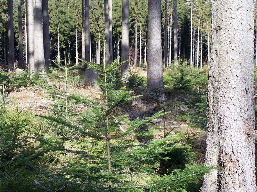 Bild: Welche Baumarten trotzen dem Klimawandel?
