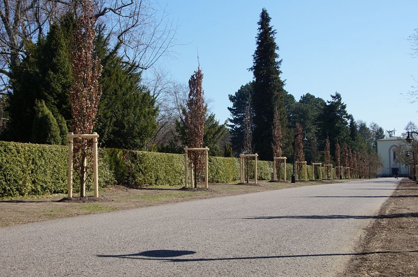 Bild: S&auml;uleneichen am neuen Friedhof