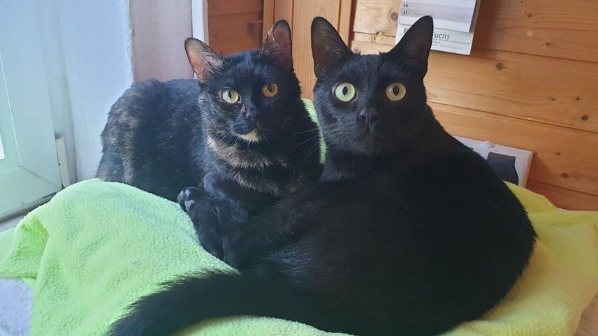 Bild: Mia und Monty suchen eine neues Zuhause