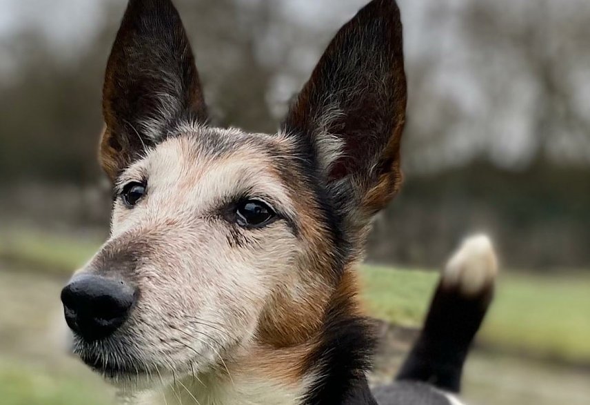 Bild: Der Foxterrier Max
